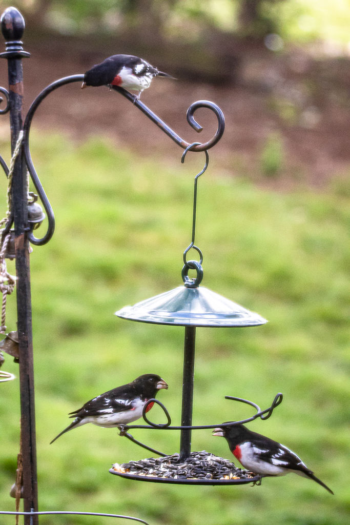 Backyard Birds NH-1901.jpg